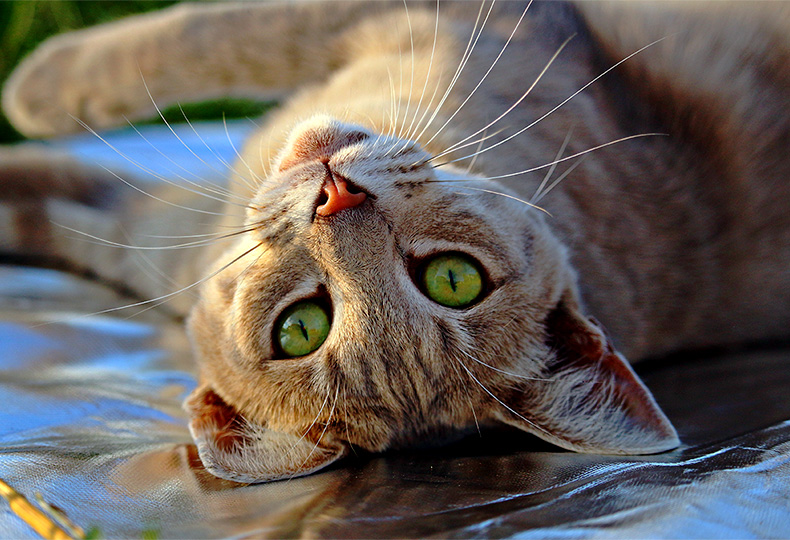 chat adulte yeux verts