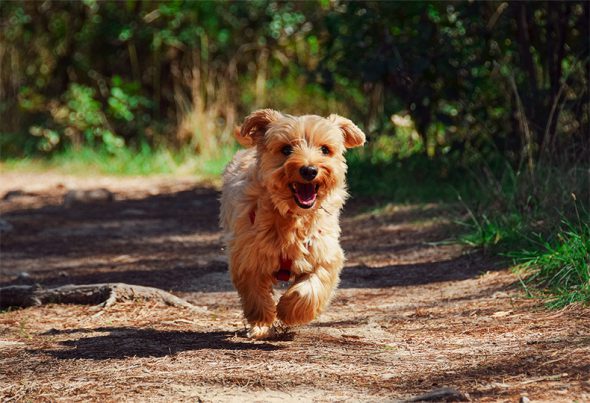 chien roux qui cours