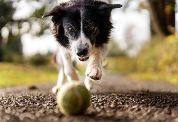 chien qui joue avec une balle de tennis